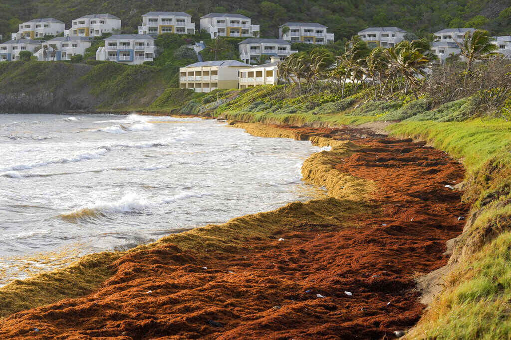 Caribbean Seaweed Struggles